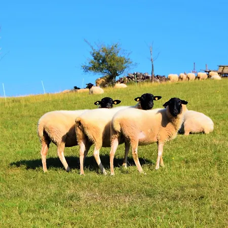 호텔 Gaestehaus Jaeger 3*